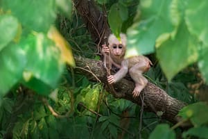 monkey 